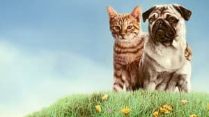 Las aventuras de Milo y Otis — foto 4