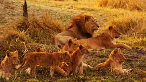 Wild Botswana — foto 11