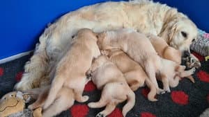 Puppy School for Guide Dogs — foto 2