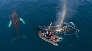 Whales in a Changing Ocean — foto 1
