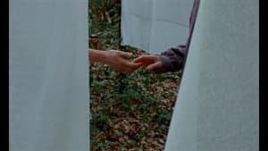 Si pogués sostenir-me com ho fan els arbres — foto 1