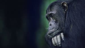 Kingdom of the Apes: Battle Lines — foto 2
