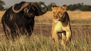 Tribe vs Pride — foto 5