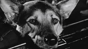 Le Chien — foto 2