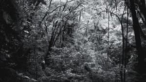 La reserva — foto 2