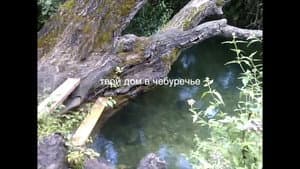 твой дом в Чебуречье — foto 1