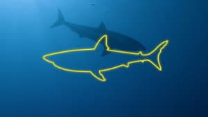 Game of Sharks — foto 5