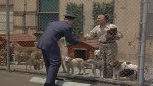 ¿Qué hay de nuevo, perro poodle?