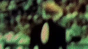 Julien Donkey-Boy — foto 12