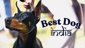 Best Dog India — foto 2