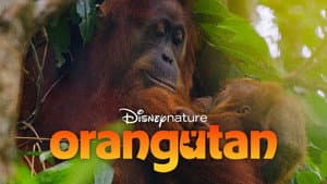 Orangután — foto 1