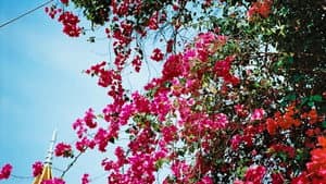 นคร-สวรรค์ — foto 4
