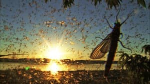 The Gathering Swarms — foto 2