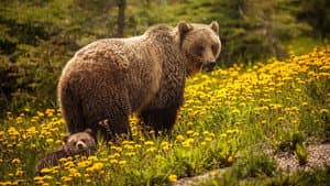 Bear Island — foto 1