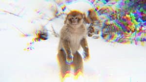 monkey facts. — foto 1
