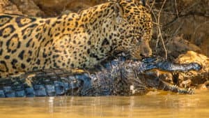 Jaguar vs. Krokodille — foto 6