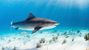 World's Biggest Tiger Shark — foto 2