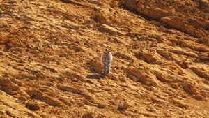 Coquille — foto 2