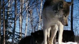 Cry of the Wild — foto 5