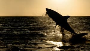 La guía de los grandes tiburones — foto 1