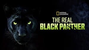 The Real Black Panther — foto 2