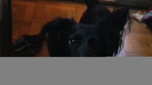 Pichiche — foto 5