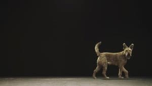 Hund und Mensch: Das Geheimnis einer Freundschaft — foto 2