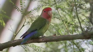 Planet Parrot — foto 4