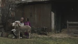 La pecora — foto 1