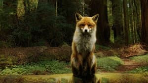 Les Saisons — foto 6