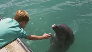 Patada de Delfín (Dolphin Kick) — foto 4