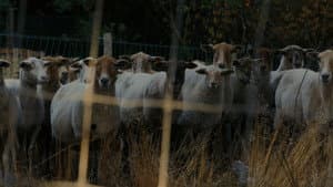 Schaap — foto 1