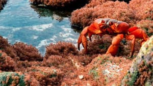 The Giant Robber Crab — foto 1