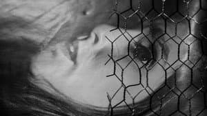 Songbird — foto 1