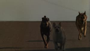 Dogs — foto 1