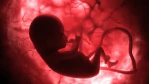 Life Before Birth — foto 1