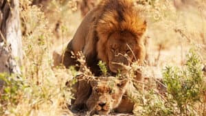 Wild Botswana — foto 5