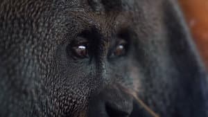 Orang. Utan. — foto 1