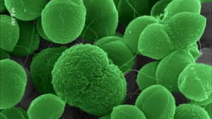 The Nature of Things: The Antibiotic Hunters — foto 1