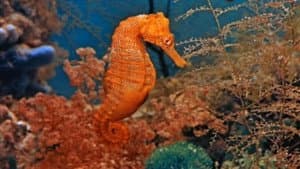 Mysteries of the Deep — foto 1