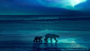 Frozen Planet II — foto 8