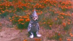 The Tin Woodman's Home Movie #2: California Poppy Reserve, Antelope Valley — foto 1