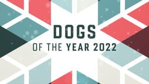 Dogs of the Year — foto 2