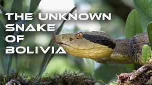 The Unknown Snake of Bolivia — foto 1