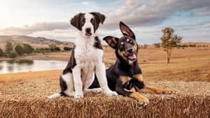Muster Dogs — foto 6