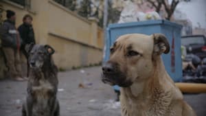 Stray — foto 3