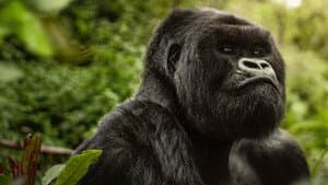 Una historia de gorilas contada por David Attenborough — foto 1
