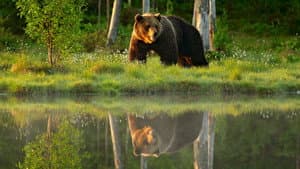 Animals Like Us — foto 1