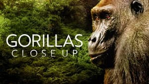 Tierra de Gorilas — foto 8