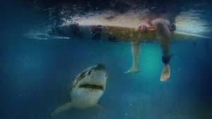 Cabo Cod: La Amenaza de los Mares — foto 5